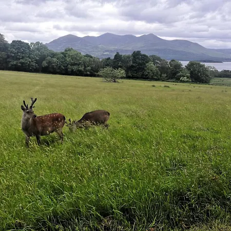 Cedar * Woodford (Kerry)