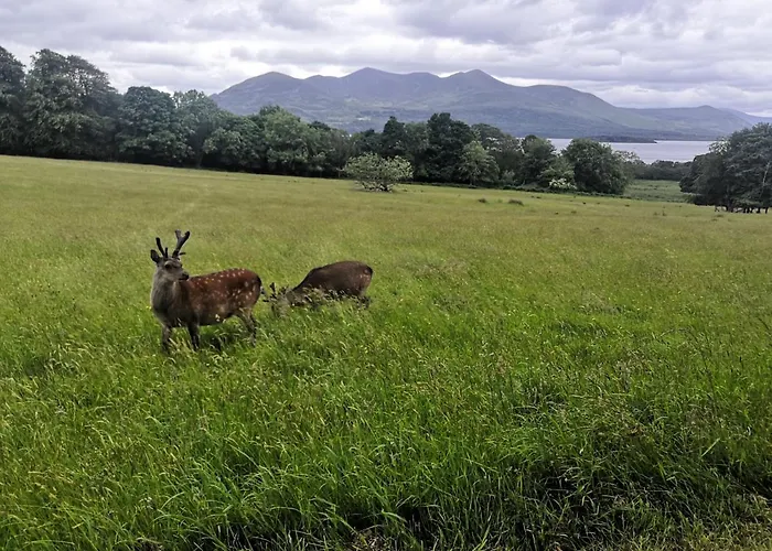 Cedar * Woodford (Kerry)
